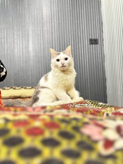 persian cat for sale