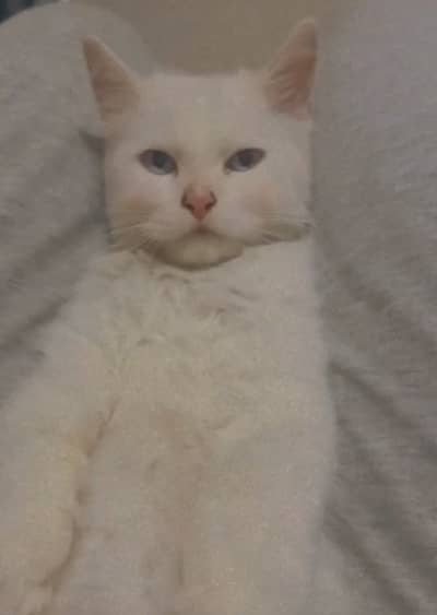 Persian Cat For Sale