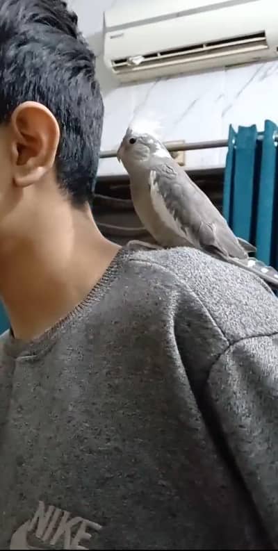 Well behaved hand tamed cockatiel parrot available