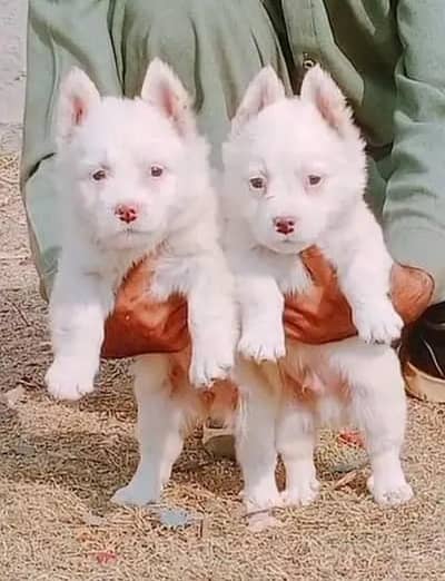 Russian dog for sale 2 month age WhatsApp No 03275745285