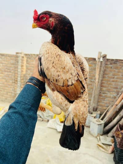 Aseel thai vath naam female available Whatsapp 03271841140