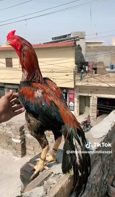 Aseel parrot beak + breed