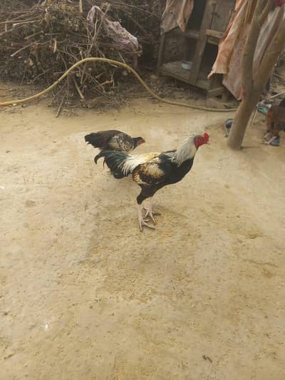 High Quality Healthy Male & Female Chicken (Murga Aur Murgi) For Sale