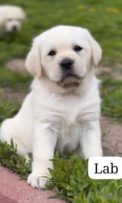 Labrador puppies 03425137217