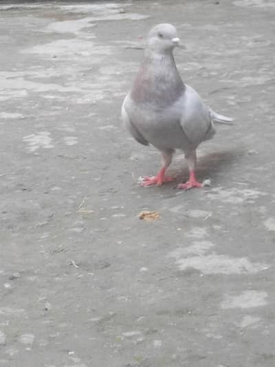 ivvjvjbjbj j know know kbibipvuvubjbu