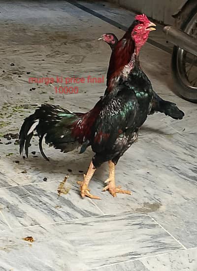 murga ki price 10000 hai
