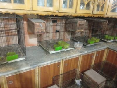 breeder pairs all setup sale
