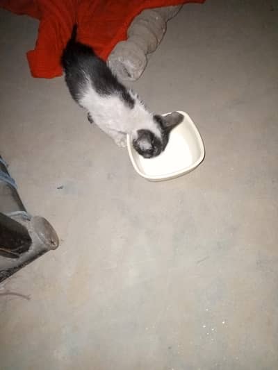 free h cat no koi payment ni bs a k ly jayn . . . . . .