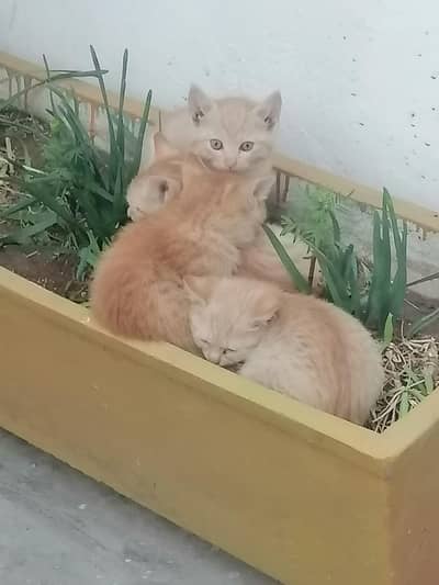3 male 1 female kittens