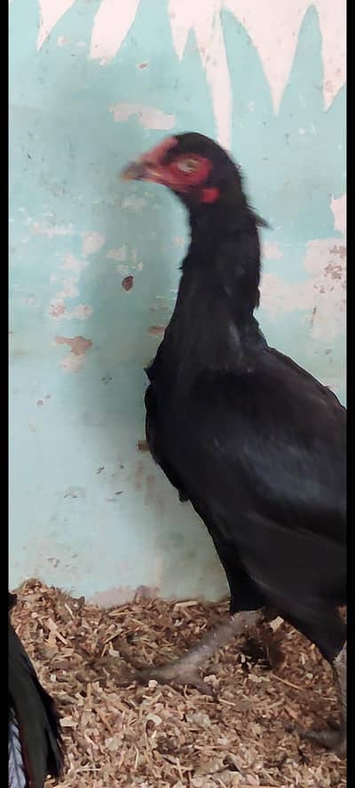 Thai cross aseel madi for sale.