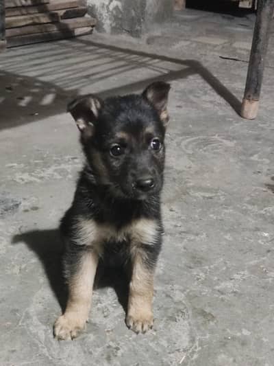 German shepherd female puppy for sale
