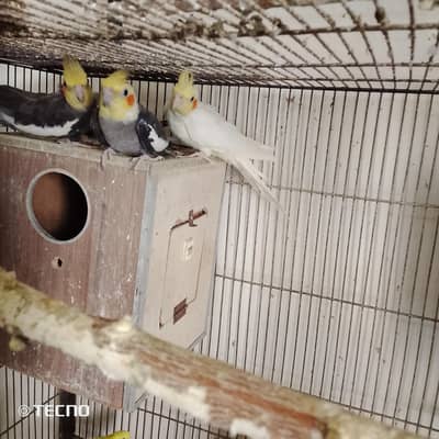 cocktail male parrots