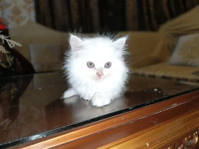 Parisian  pair available brown eyes