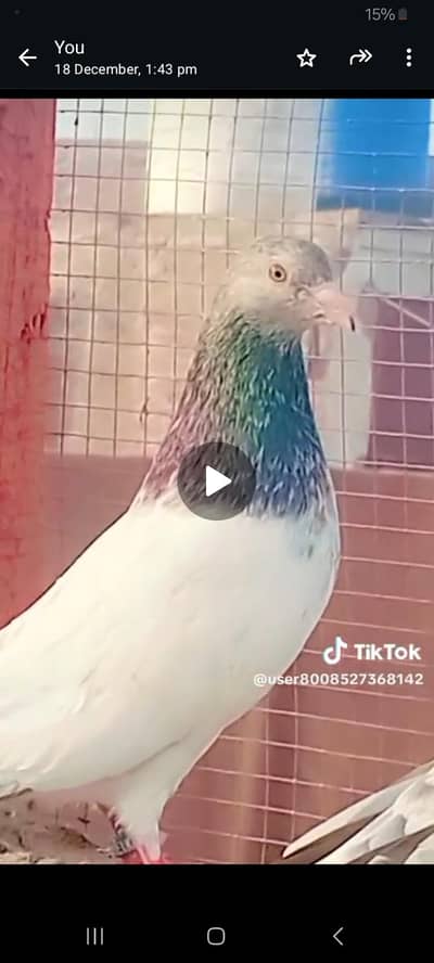 imam din kabutar 0327 4538440