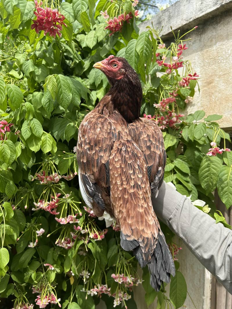 آرگینک فوڈز 0