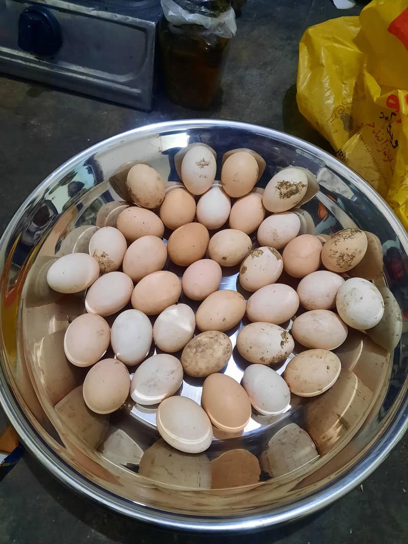 آرگینک فوڈز 1