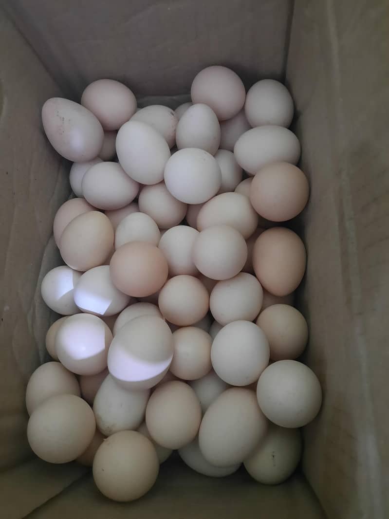 آرگینک فوڈز 3