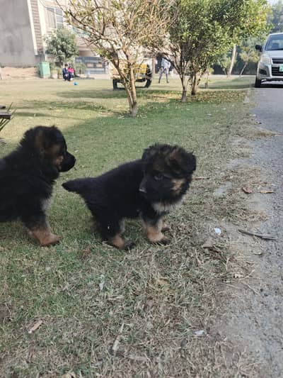 German shepherd long coat male puppy