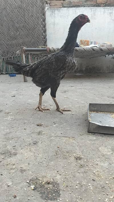 gray female German shamo for sale gousiya fancy birds ki breed ha