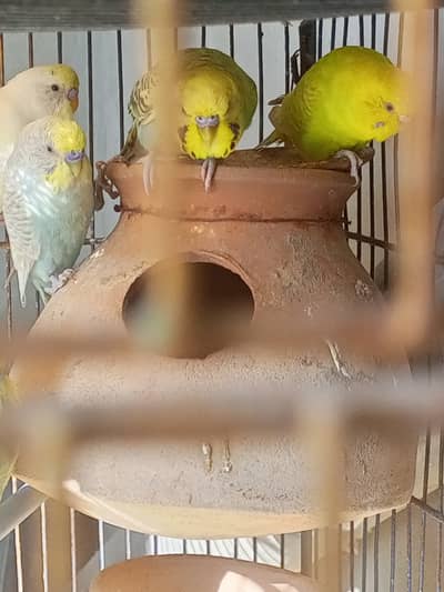 Lovebirds, lotion, cremino, L baino, dekino for sell