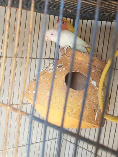 Lovebirds, lotion, cremino, L baino, dekino for sell