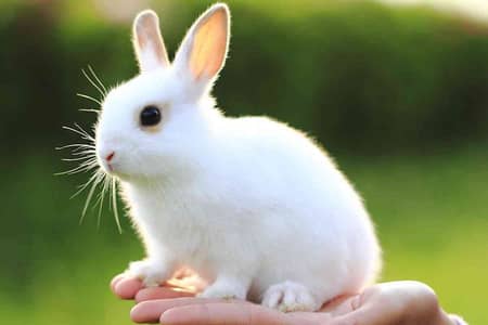 Islamabad Rabbits & Bunnies