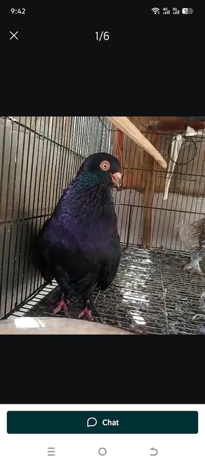 Exchang with foster pair