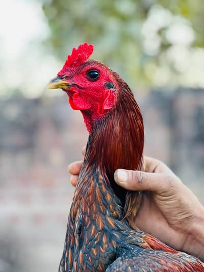 Dragon + Thai + Burmii Quality male