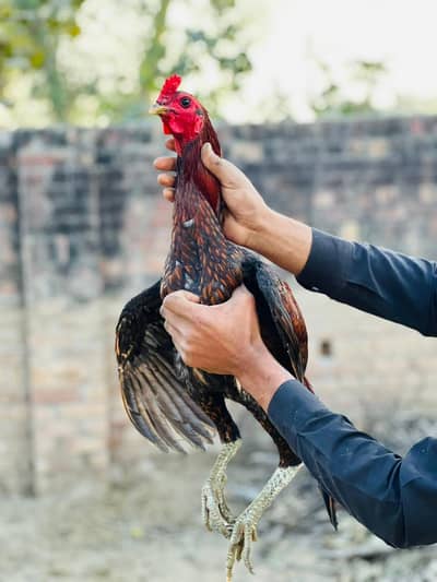 Dragon + Thai + Burmii Quality male