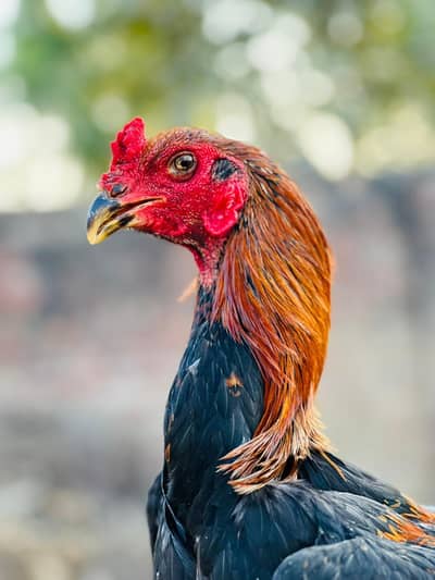 Dragon + Thai + Burmii Quality male