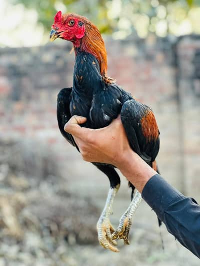 Dragon + Thai + Burmii Quality male