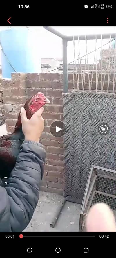 aseel mianwali cross ma ha full mazboot jor ma ha