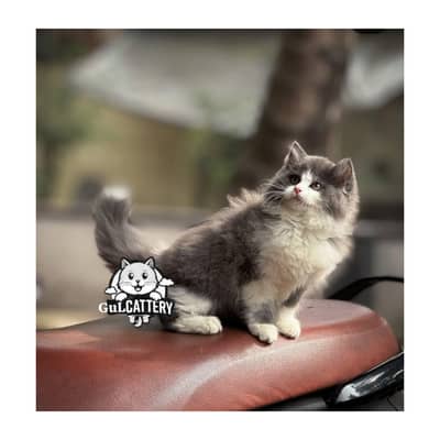 Persian British punch face piki face kitten cat available