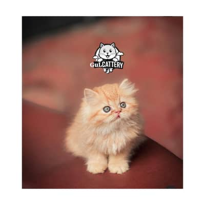 Persian British punch face piki face kitten cat available