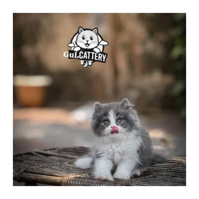Persian British punch face piki face kitten cat available