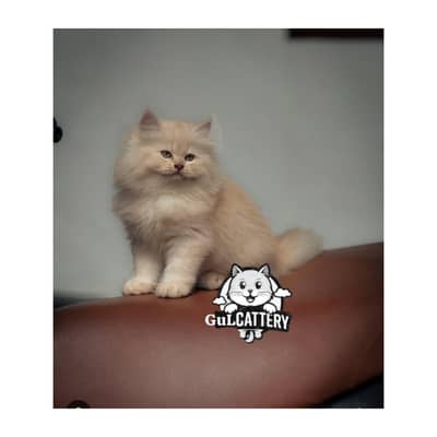 Persian British punch face piki face kitten cat available