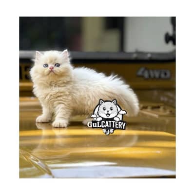 Persian British punch face piki face kitten cat available