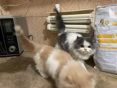 Two Adorable Kittens Available for Adoption