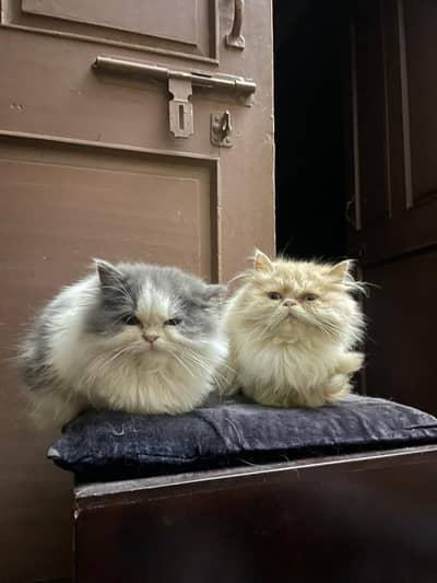 Two Adorable Kittens Available for Adoption