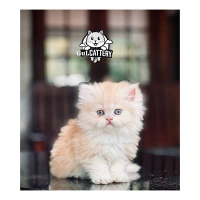 Persian British punch face piki face kitten cat available