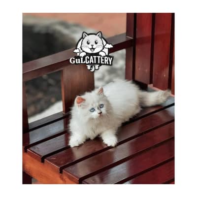 Persian British punch face piki face kitten cat available