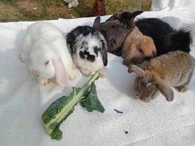 Rabbits & Bunnies Sale