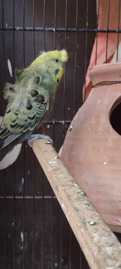 hogo Romo breeder pair