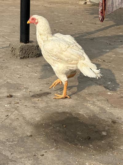 1 hera female and 2 jawa females