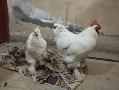 Golden Buff and White Buff pair (10 months) with a chick (2 months)