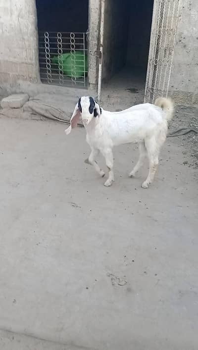 Bakra for sell