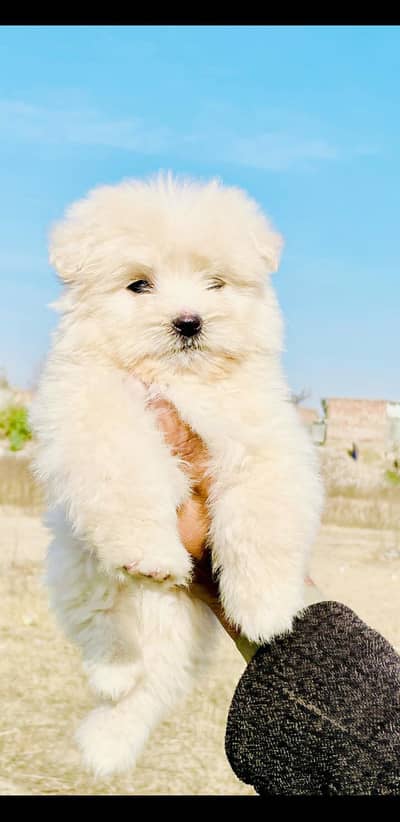 Udal mail Age 2 month for sale