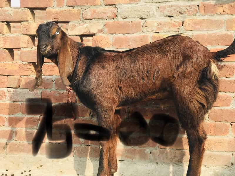 Bakra 1