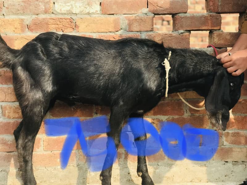 Bakra 2