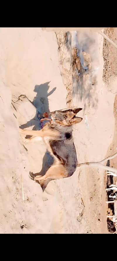 Single coat female german shepherd